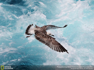 Bird flying water fish mouth 2 - mouth free wallpaper