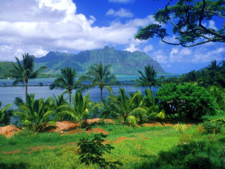 Lush green field palm trees 7 - a lush green field free wallpaper