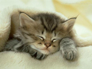 Kitten sleeping white blanket eyes - the pillow free wallpaper