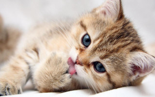 Kitten laying back tongue out 4 - dom qwek free wallpaper for desktop