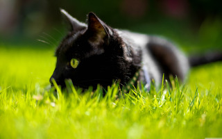Black cat grass camera green - a black nose free wallpaper for desktop