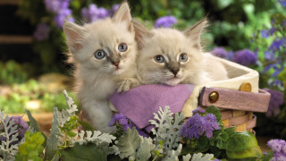 Kittens basket flowers looking camera - the camera and the other free wallpaper