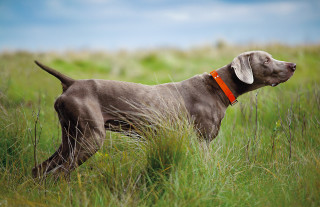 Dog red collar tall grass - a red collar free wallpaper for desktop