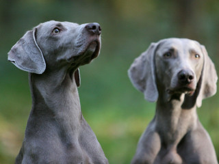 Two dogs looking up ears - something free wallpaper