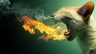 Cat fire breathing surrealism airbrush - mouth free wallpaper for desktop