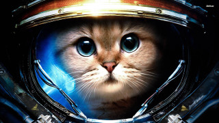 Cat space suit helmet light - a helmet free wallpaper