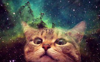Cat green blue sky stars - sky in the background free wallpaper for desktop