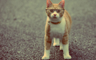 Cat glasses street collar serious 2 - academic free wallpaper