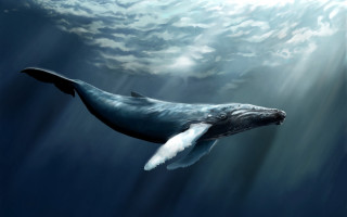 Humpback whale swimming ocean sunbeam - a sunbeam in the background free wallpaper