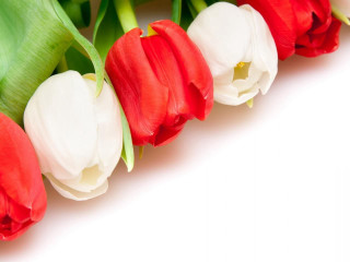 Red white tulips white background - the end free wallpaper for desktop