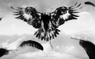 Black white bird wings spread 2 - photo of a bird free wallpaper