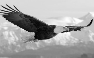 Bald eagle flying mountain snow - mountain in the background free wallpaper