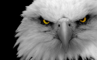 Bald eagle yellow eyes black 2 - bald free wallpaper