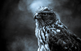 Bird of prey cloudy sky - prey free wallpaper for desktop
