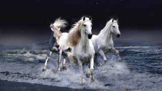 Three white horses running water - a dark sky free wallpaper