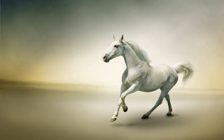 White horse galloping sandy beach - a white horse free wallpaper for desktop