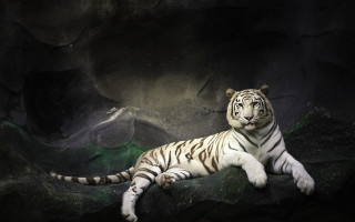 White tiger rock cave mountain - a white tiger free wallpaper
