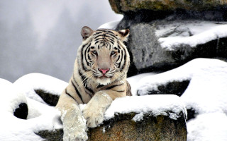 Tiger sitting rock snow on - the rock free wallpaper