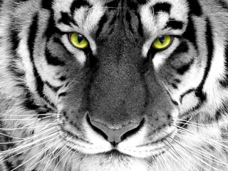 Tiger yellow eyes black background - white stripe free wallpaper