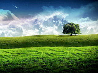 Lone tree grassy hill cloudy 5 - shooting free wallpaper for desktop