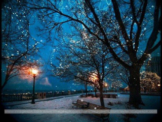 Bench under tree snow night - magical atmosphere free wallpaper
