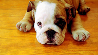 Sad dog laying on floor - its head on free wallpaper