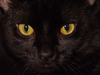 Black cat yellow eyes serious 7 - vanita free wallpaper