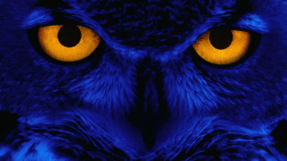 Owl closeup yellow eyes black - abstract illusionism free wallpaper