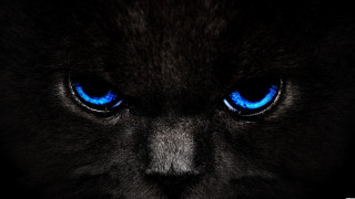 Black cat blue eyes black - gothic art free wallpaper for desktop