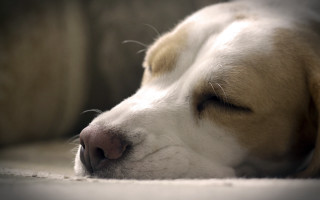 Dog sleeping couch eyes closed 2 - his head free wallpaper