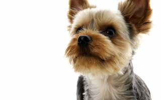 Small black white dog looking - a small dog free wallpaper