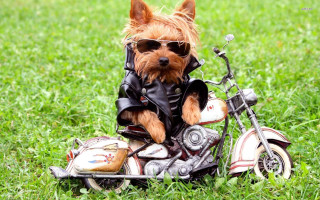 Small dog sunglasses leather jacket - a small dog free wallpaper for desktop