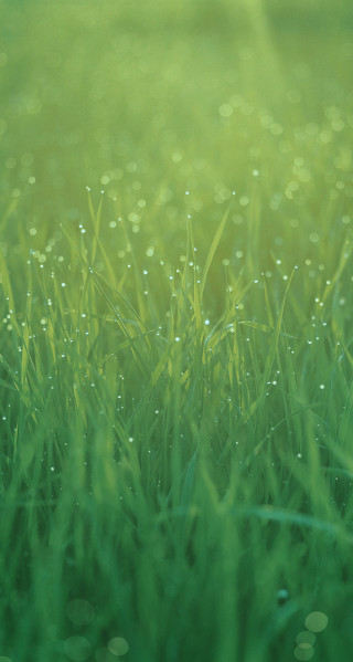 Grass drops night starry sky - water droplet free wallpaper for mobile