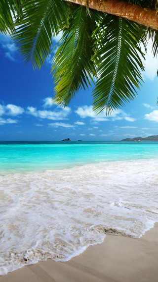 Beach palm tree blue sky 26 - free summer wallpaper for mobile