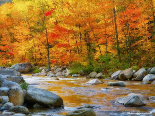 Autumn river rocks trees leaves - rock and trees free wallpaper