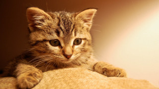 Small kitten curious pillow looking - a pillow free wallpaper