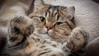 Cat back blanket paws wide - one paw free wallpaper