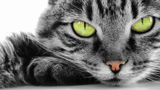Cat green eyes serious look 2 - a cat free wallpaper
