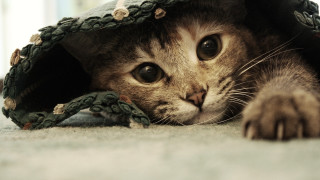 Cat hiding blanket floor paws 2 - under a blanket free wallpaper for desktop