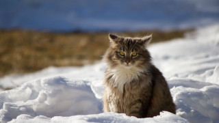 Cat snow camera blurry background - winter free wallpaper