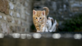 Small kitten ledge brick wall - a ledge next free wallpaper