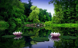 Pond water lilies bridge trees - a pond free wallpaper