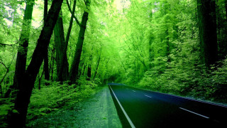 Forest road trees green light - a road in the middle of a forest free wallpaper