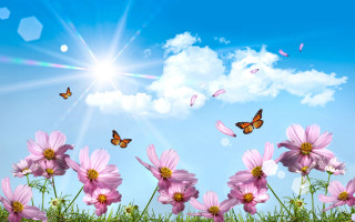 Pink flowers butterfly flying sky - over them free wallpaper for desktop
