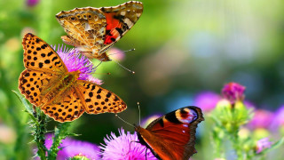 Butterflies flower sun ground beautiful - nature free wallpaper