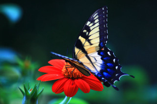 Butterfly flower blurry background nature - a blurry background behind free wallpaper for desktop