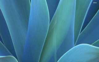 Blue plant green leaves macro - ansel adams free wallpaper