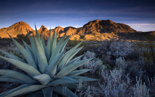 Large plant field mountains sunset - large free wallpaper for desktop