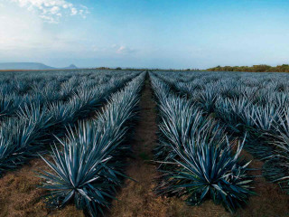 Blue agave field sky clouds - the distance free wallpaper