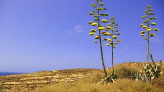 Tall plants hillside ocean blue - hillside next free wallpaper